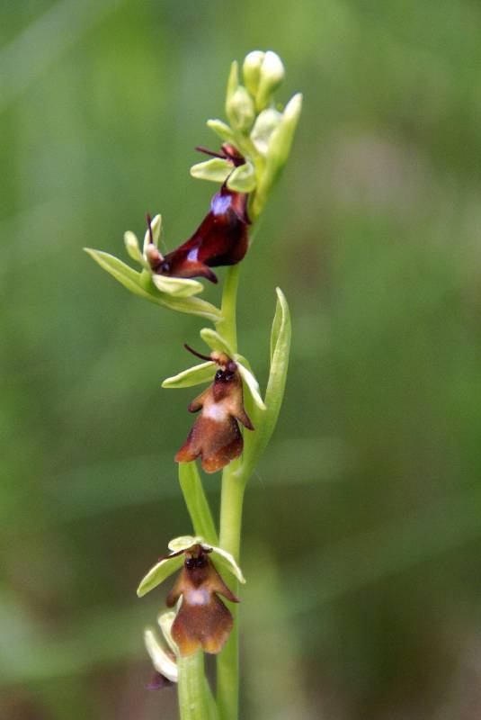 Unser Orchideenpark Bild Nr.098